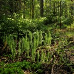 Lesní svět na zemi, Beskydy